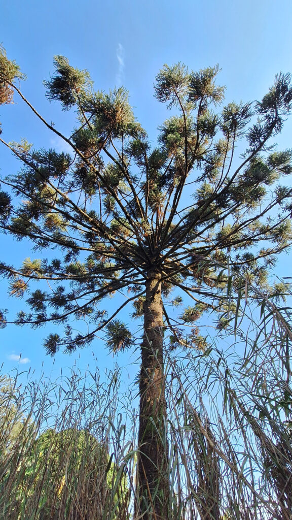 Plantas crescendo em direção a imponente Araucária
